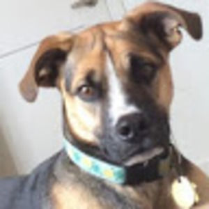 Meet your Posher, Bodhi